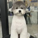 마이독그루밍 이미지