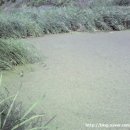 위천 위천교 이미지