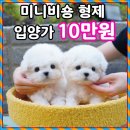 대실유치원 앞 | 밀양강아지분양 테디럽 여기가 답