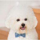 퍼스트 동물병원 이미지