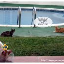 오 마이 캣 이미지