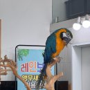 레인보우앵무새카페