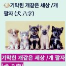 🌈옛 말 살아보니 전부 진짜였다.🦮외신이 주목한 한국의 반려견 문화🆘️가장 외로운 국가 한국🐶개와 🦊고양이 기생충 감염검사~ 이미지