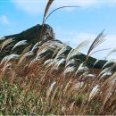 세븐일레븐 부산강서화전점 이미지