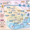 Re: Amino acid metabolism in health and disease. 2023 nature 이미지