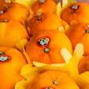 소나농장 이미지