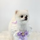 루이앤코코 | 강릉애견미용실 루이앤코코 슈😍