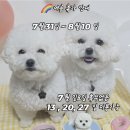 이루다 펫살롱 이미지