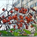 삼무공원 이미지