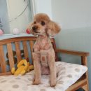 초코퍼피 애견미용실 이미지