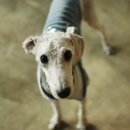 oh my dog(오마이독) 이미지