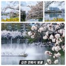 2025 연화지 벚꽃 페스타 | 2025년 벚꽃 명소 국내 여행 김천 연화지 연화지의 유래 2025 연화지 벚꽃 페스타 행사 일정 (전국적인...