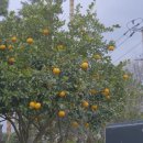 순진목장 이미지