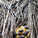 우남농장 이미지