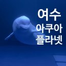 시크릿아쿠아 | [전남/여수] 여수가볼만한곳 여수데이트 여수가족여행 여수아쿠아플라넷 후기