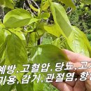 [감나무 잎] 비타민C 레몬의 20배 / 치매,중풍예방 / 감기, 피로회복,피부미용에 최고~! 이미지