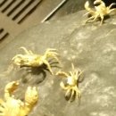 꽃게들의 전쟁 이미지