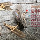 🪰 모시우묵날도래Limnephilus correptus 🪟반투명 모시 같은 뒷날개 🌿앞날개 우묵한 홈 맥 🪵건축가 유충 이미지