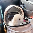 타요타요 펫택시 | 도그베이 서울 내돈내산 솔직 후기. 애견 택시 반려동물 이동서비스 타요펫 이용후기. 네이버 예약 방법.