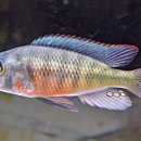 Haplochromis limax "red chest" 이미지