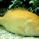 황쏘가리 이미지