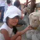 세현목장 Daum카페