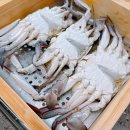 시장1로 | 수원 농수산물 도매시장 꽃게 1kg 포장 후기! 수원 영일수산 추천