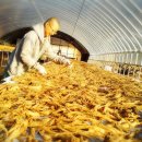 홍양농장 이미지