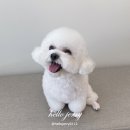 두이펫 네이버블로그