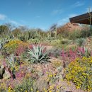 Desert Botanical Garden (사막의 식물원) 이미지