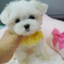 미스터독 이미지