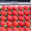 초이스농장 이미지