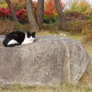 한장미아파트 이미지