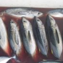 참치어장 이미지