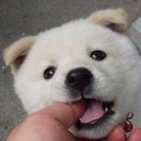 앙