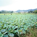 상주 공검지 | 상주 공검지(내륙습지)(습지보호지역)