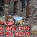 빈 밥그릇 주위에 큰 개똥만 널려있어서 다 치우고 다시 밥을 줬습니다 이미지