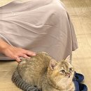 캣카페 집사의하루 분당점 이미지