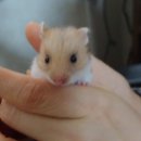 햄스터농장 이미지