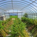 막걸리와빈대떡 이미지