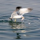 명품 갈매기 이미지