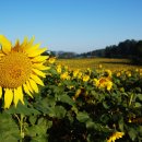 섬진농장 이미지