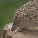 최영민 동물의료센터 이미지