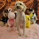 DOG깨비 강아지 미용실 이미지