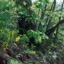 양구개느삼자생지 이미지