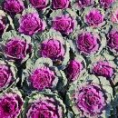 호산나화원 이미지