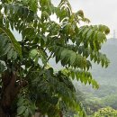 소나무흙집민박 이미지