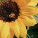 노화해바라기 이미지