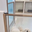 황실 애견미용 살롱 네이버블로그