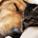 강아지와고양이 이미지